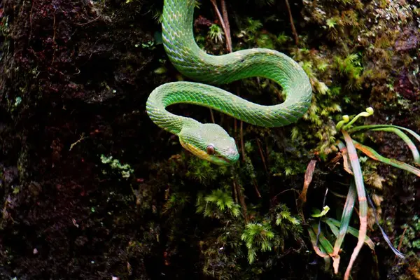 Ormandaki kayanın üzerinde bir yılan