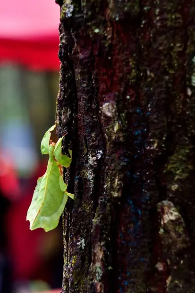 Parkta kırmızı yaprak, bitki örtüsü ve doğa