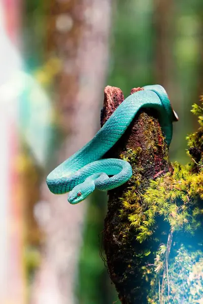 Ağaçta mavi bir yılan
