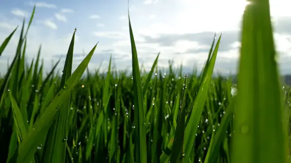 Çiy damlalı taze çimen