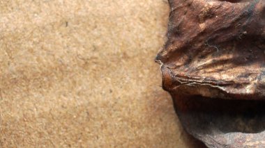 Eski ahşap desenli ahşap arkaplan