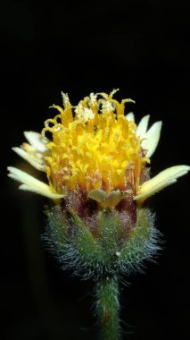 Güzel çiçek, çiçek konsepti...