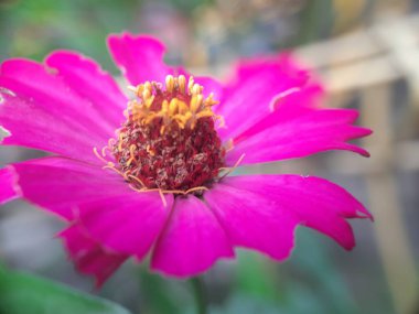 Doğada pembe Cosmos çiçek