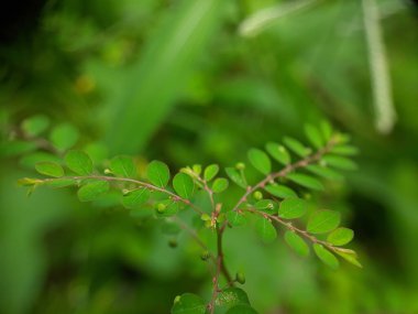 Bahçede yeşil yapraklar