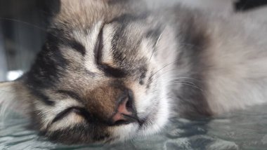 Şirin tüylü kedinin yakın görüntüsü