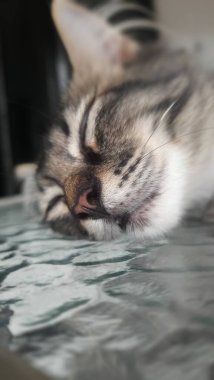 Kedi kanepede uyuyor.