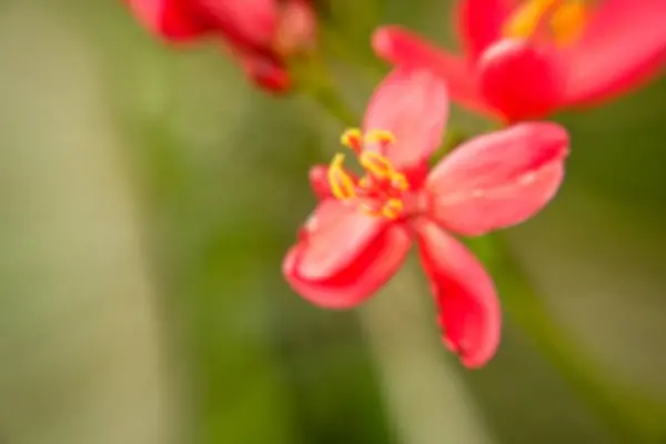 portre sarı çiçek Bahçe