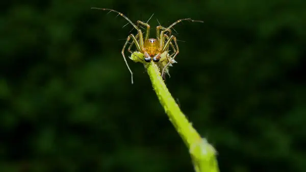 Örümcek ağlı bir örümcek.