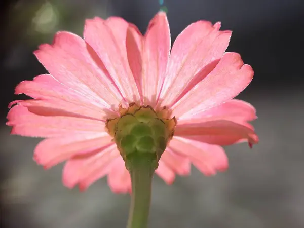 Bahçedeki güzel pembe çiçek