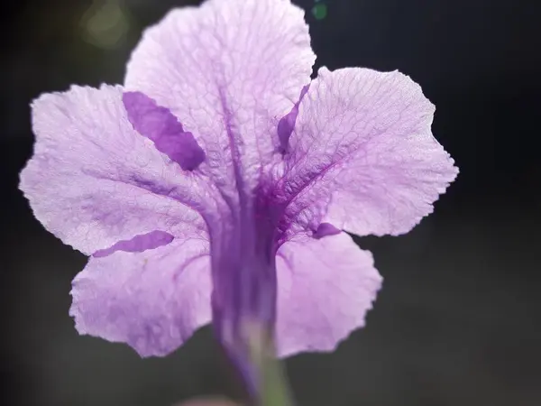 Bahçede güzel çiçekler, çiçek arkaplanı