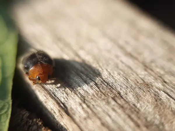 Doğadaki bir böceğin zeminine yaklaş.