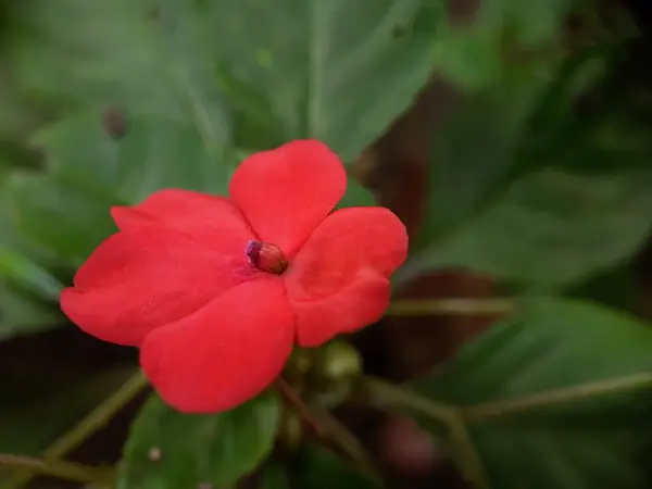 Bahçedeki güzel çiçekler