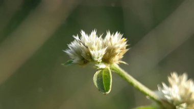 Beyaz bir çiçeğe yaklaş