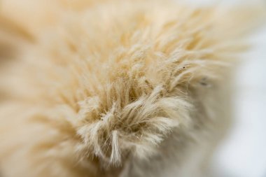 Beyaz arka plandaki kedi