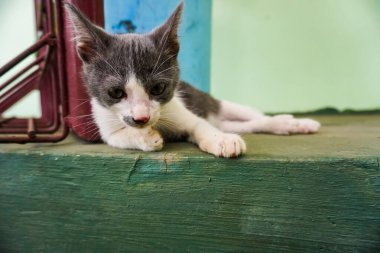 Sokakta uyuyan sevimli küçük kedi yavrusu.