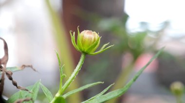 Bahçedeki güzel çiçekler