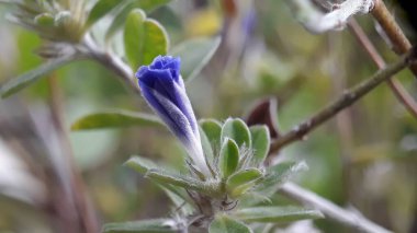 Açık büyüyen renk çiçekler yakın