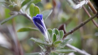 Bahçedeki mavi çiçekler