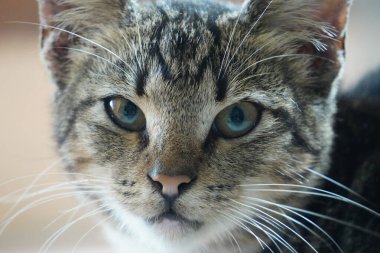 Şirin bir kedinin portresi