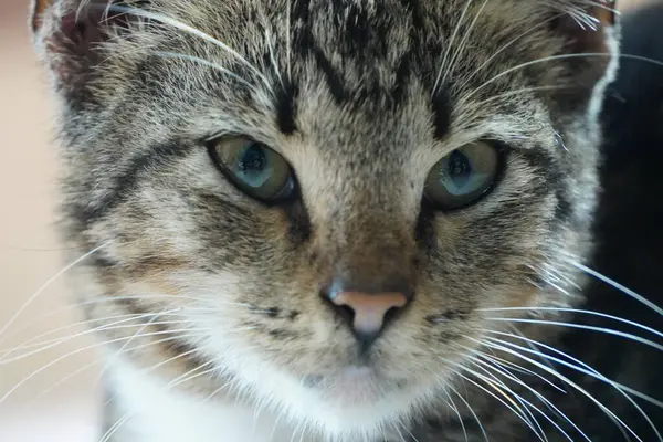 Şirin bir kediye yaklaş.