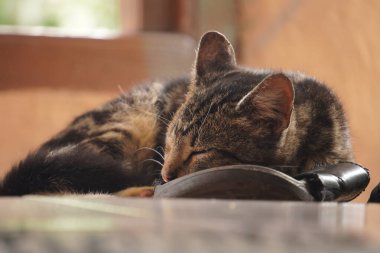 Uyuyan bir kediye yaklaş.