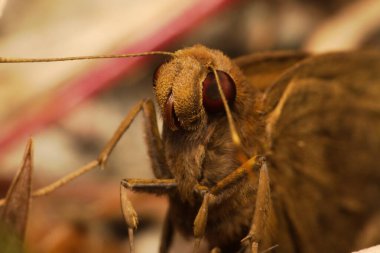 Kahverengi bir kelebeğe yaklaş.