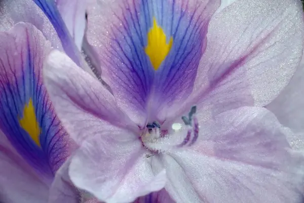 Bahçedeki güzel çiçekler