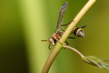Kırmızı eşekarısının yakın görüntüsü