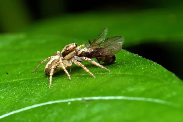 Bir örümcek bir sinek yiyor. Örümcek kahverengi ve siyahtır.