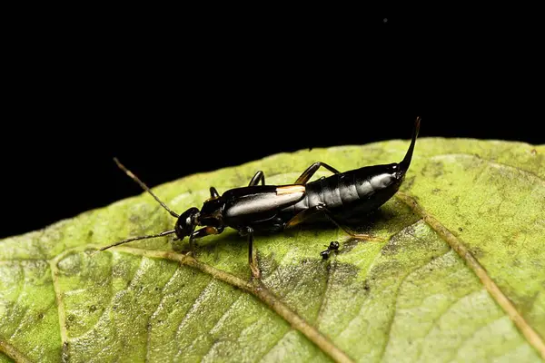 Tomcat (Paederus fasciatus), Endonezya 'da bulunan zararlı bir böcektir.