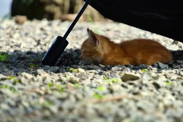 Kedi yavrusu evin dışında çakıl taşlarının üzerinde uyuyor.