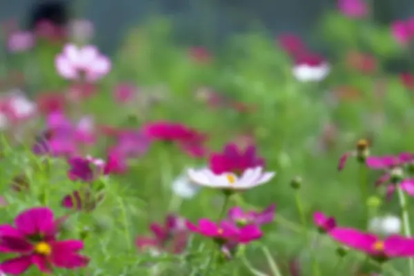 Bahçede renkli güzel bir çiçek
