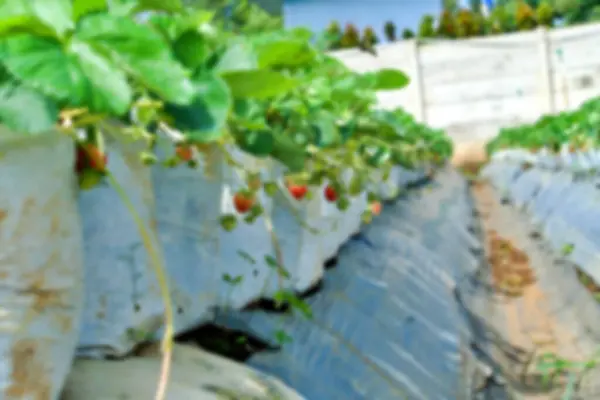 Çilek bahçesi, tatlı ve taze kırmızı meyve, çilek hasat mevsimi