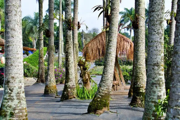Plajda yükselen palmiye ağaçları, parlak mavi gökyüzü