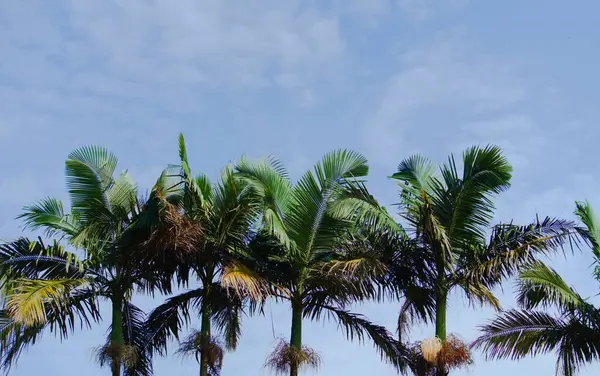 Hindistan cevizi ağaçları gökyüzüne yükseliyor, gökyüzü az bulutla parlak mavi