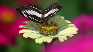 Kahverengi kelebekli sarı çiçek