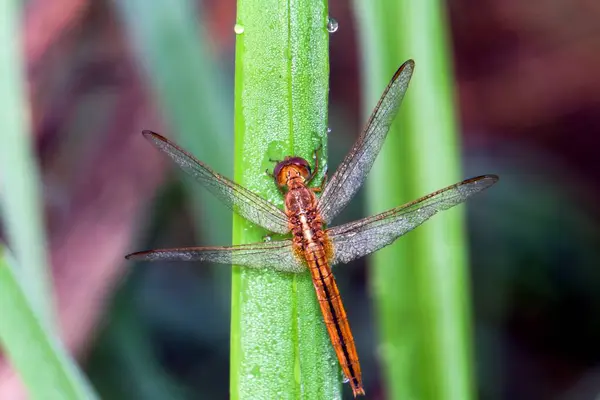 Yeşil yapraklı yusufçuk.