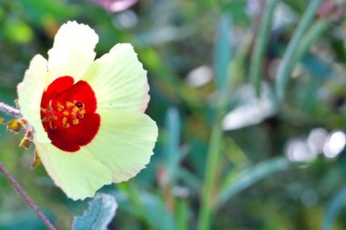 Bahçedeki güzel çiçek