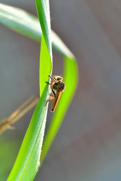 Hırsız sineği çimlerin üzerinde oturuyor.