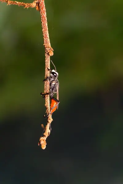 stock image Photo macro black wasp on the tree