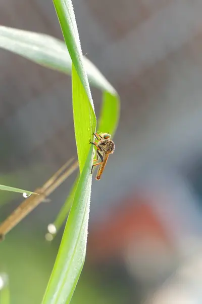 Hırsız sineği çimlerin üzerinde oturuyor.