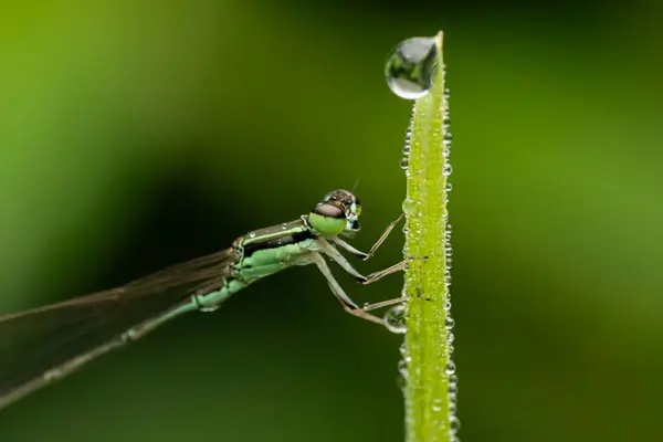 yusufçuk yakın görünümü