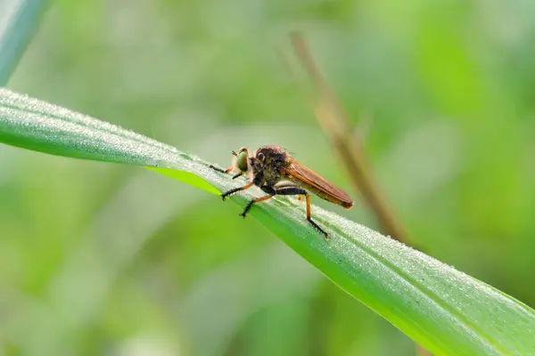 stock image Robber fly sitting on the grass