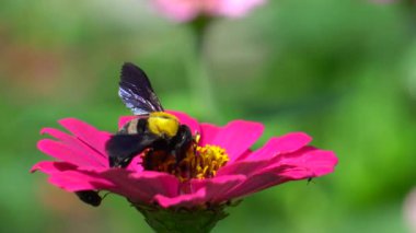 Pembe çiçekte bal arısı ve nektar