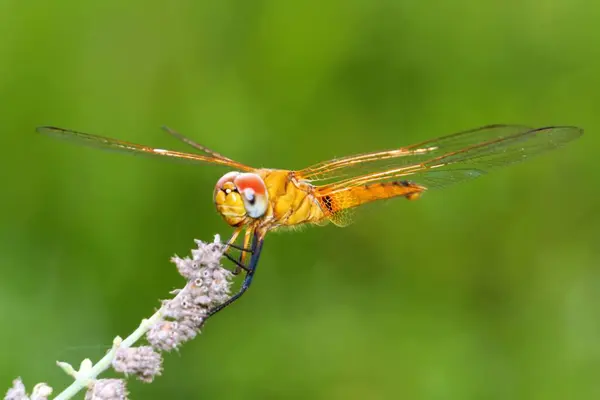 Yakın çekim geçmişi bulanık yusufçuk sineği