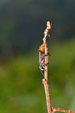 Ağaçtaki makro siyah eşekarısı.