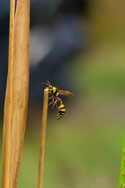 stock image yellow wasp on the trunk