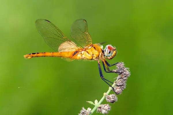 Vahşi hayatta yusufçuğun fotoğraf makrosu