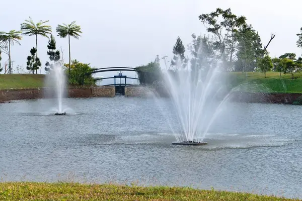 Bahçedeki güzel çeşme. Yeşillik bitkiler, güzel çiçekler