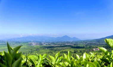 green tea garden with mountain view background clipart